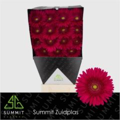 RK GERBERA CERISE SVĚTLÝ STŘED