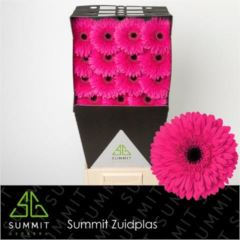 RK GERBERA CERISE TMAVÝ STŘED