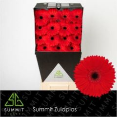 RK GERBERA ČERVENÁ TMAVÝ STŘED
