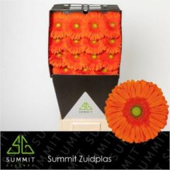RK GERBERA ORANŽOVÁ SVĚTLÝ STŘED