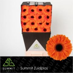 RK GERBERA ORANŽOVÁ TMAVÝ STŘED