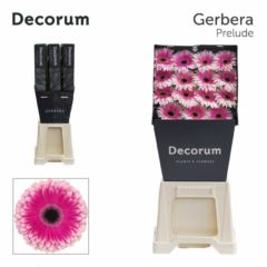 RK GERBERA RŮŽOVO BÍLÁ