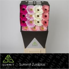 RK GERBERA RŮŽOVÝ MIX