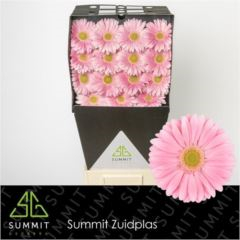 RK GERBERA SVĚTLE RŮŽOVÁ SVĚTLÝ STŘED