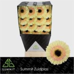 RK GERBERA SVĚTLE ŽLUTÁ TMAVÝ STŘED