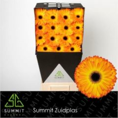 RK GERBERA ŽLUTO RANŽOVÁ