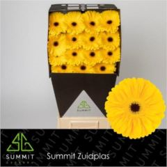 RK GERBERA ŽLUTÁ TMAVÝ STŘED