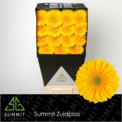 RK GERBERA ŽLUTÁ SVĚTLÝ STŘED