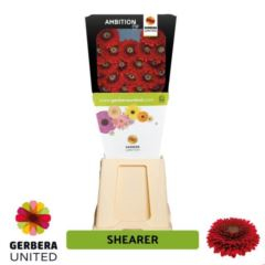 RK GERBERA PON PON ČERVENÁ