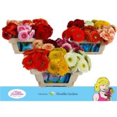 RK GERBERA PON PON MIX