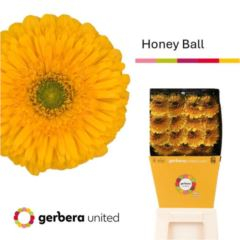 RK GERBERA PON PON ŽLUTÁ