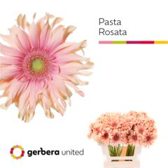 RK GERBERA PASTA RŮŽOVÁ