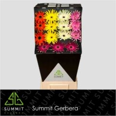 RK GERBERA PASTA MIX