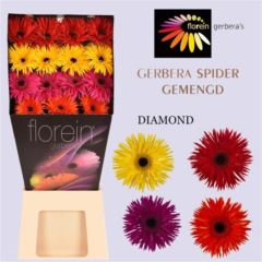 RK GERBERA GR SPIDER MIX