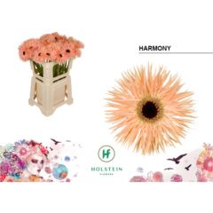 RK GERBERA GR SPIDER SALMON