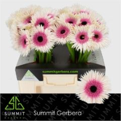 RK GERBERA GR SPIDER STUNR