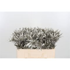 RK ERYNGIUM BARVA PLATINA