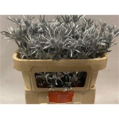 RK ERYNGIUM BARVA STŘÍBRNÁ