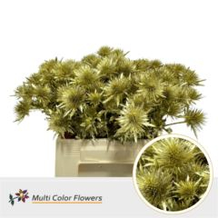 RK ERYNGIUM BARVA ZLATÁ
