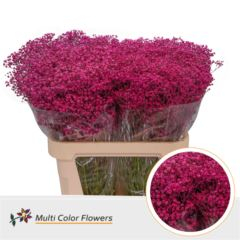 RK GYPSA MILLION STAR BARVENÁ CERISE
