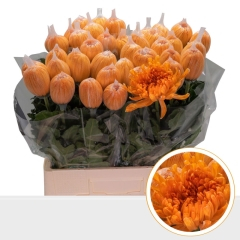 RK CHRYSANT. BARVENÁ ANTONOV ORANŽOVÁ