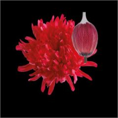 RK CHRYSANT. BARVENÁ ANTONOV ČERVENÁ