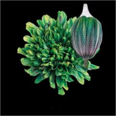 RK CHRYSANT. BARVENÁ ANTONOV HAWAI