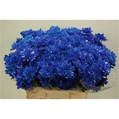 RK CHRYSANT. BARVENÁ EURO MODRÁ