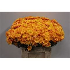 RK CHRYSANT. BARVENÁ EURO ORANŽOVÁ
