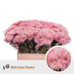 RK CHRYSANT. BARVENÁ EURO PASTEL ROSE