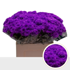 RK CHRYSANT. BARVENÁ EURO FIALOVÁ