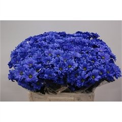RK CHRYSANT. BARVENÁ MODRÁ