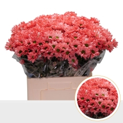 RK CHRYSANT. BARVENÁ RŮŽOVÁ