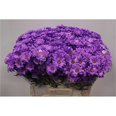 RK CHRYSANT. BARVENÁ FIALOVÁ