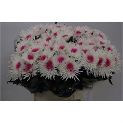 RK CHRYSANT. VYŠTIP. BARVENÁ TOPSPIN+CERISE
