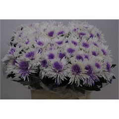RK CHRYSANT. VYŠTIP. BARVENÁ TOPSPIN+FIALOVÁ