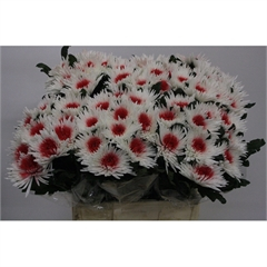 RK CHRYSANT. VYŠTIP. BARVENÁ TOPSPIN+ČERVENÁ