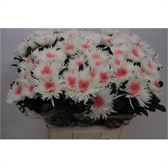 RK CHRYSANT. VYŠTIP. BARVENÁ TOPSPIN+RŮŽOVÁ