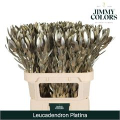 RK LAUCADENDRON BARVENÝ PLATINA