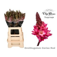 RK ORNITOGALUM BARVENÉ CERISE