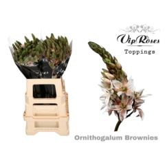 RK ORNITOGALUM BARVENÉ BROWN
