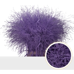 RK PANICUM BARVA MILKA