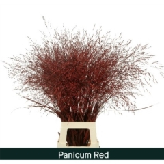 RK PANICUM BARVA ČERVENÁ