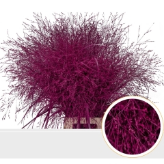 RK PANICUM BARVA CERISE