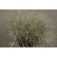 RK PANICUM BARVA PLATINA