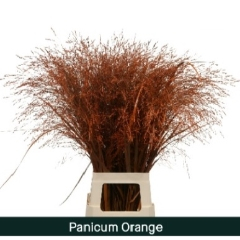 RK PANICUM BARVA ORANŽOVÁ