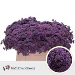 RK SEDUM BARVA MILKA