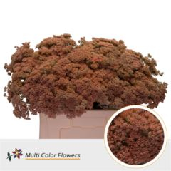 RK SEDUM BARVA APRICOT