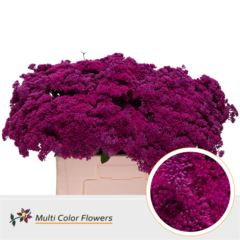 RK SEDUM BARVA CERISE
