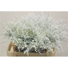RK SOLIDAGO BARVENÉ BÍLÁ